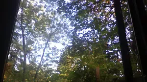branches