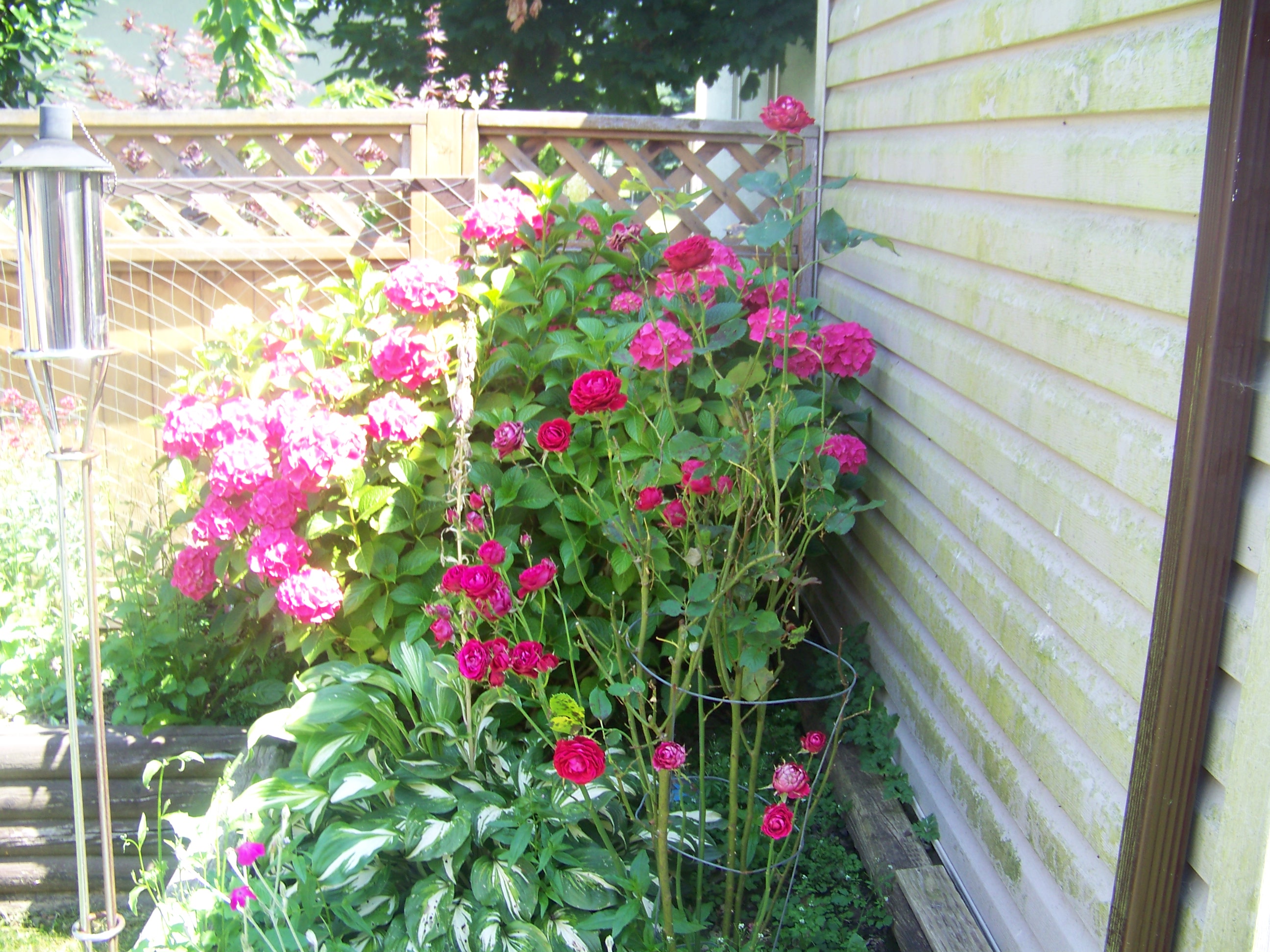 flower 3