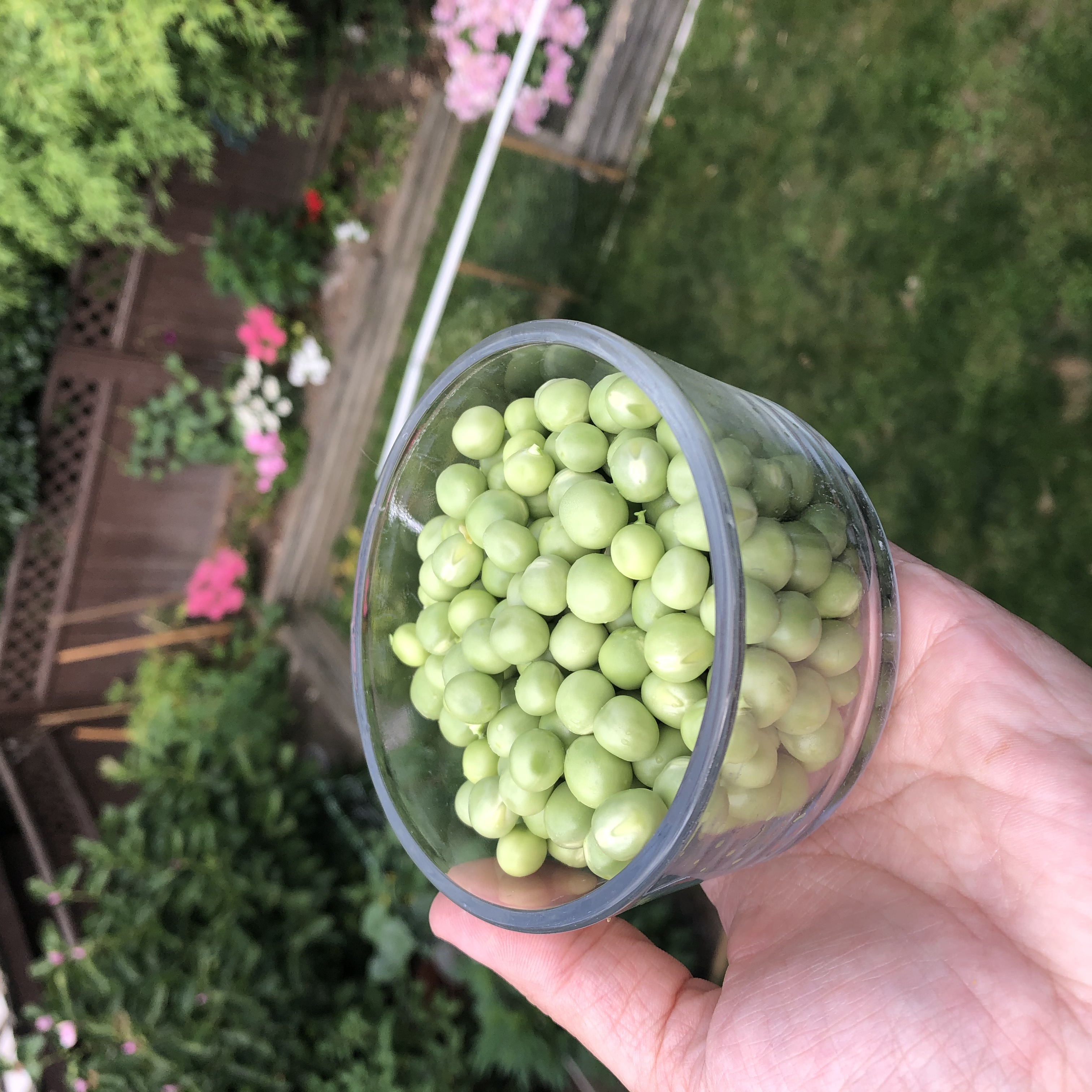 peas