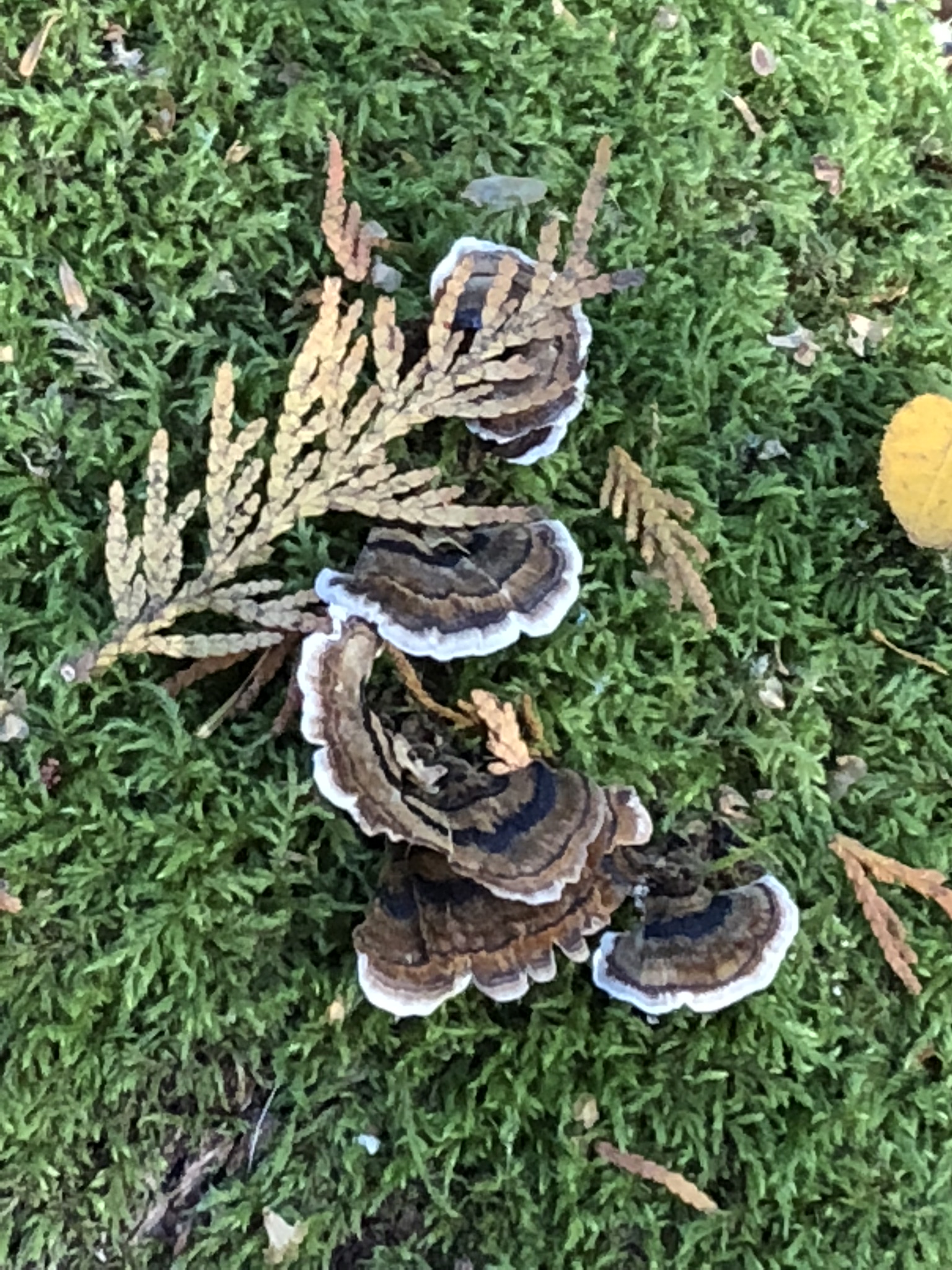 mushroom1