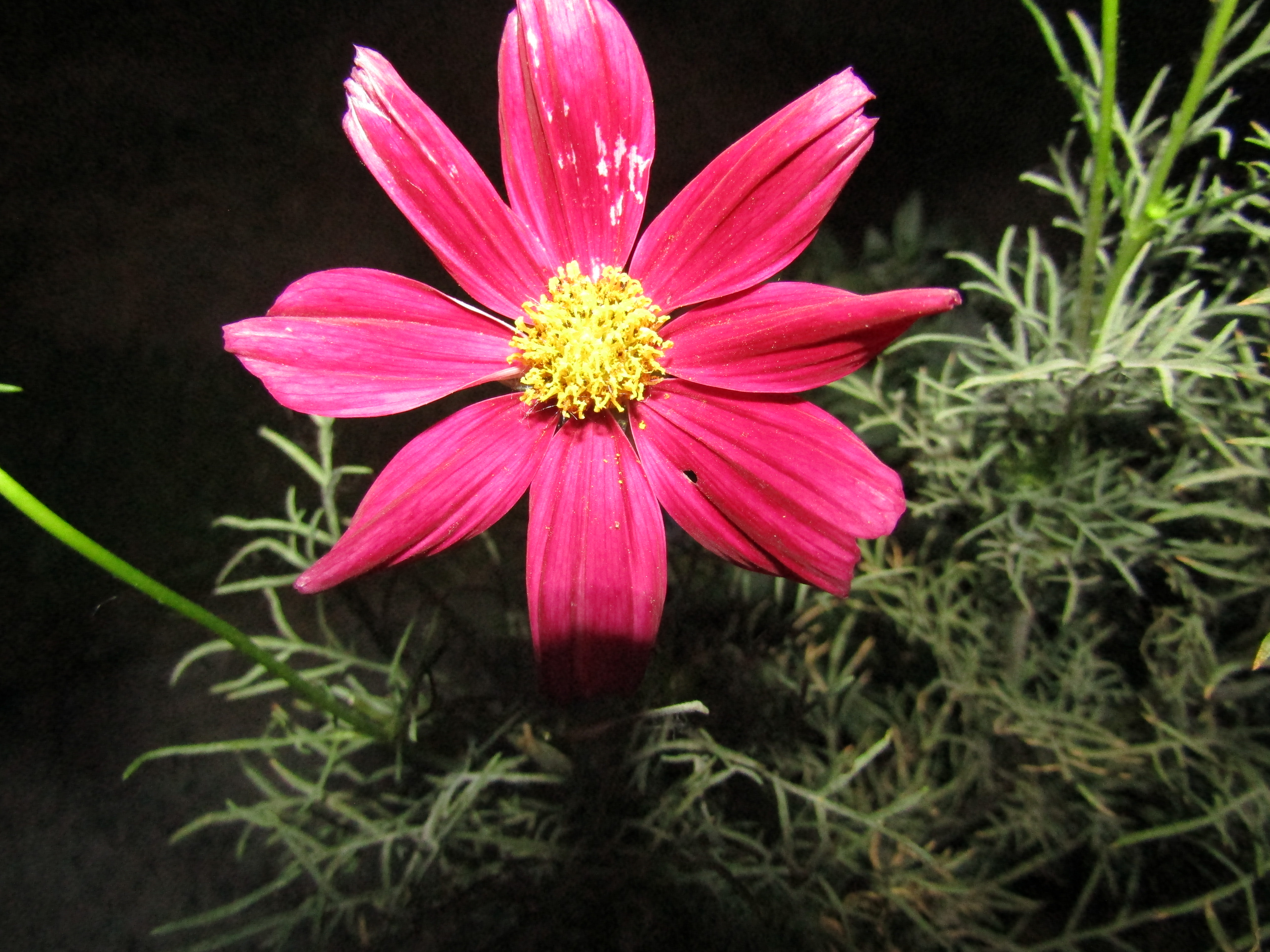flower 2