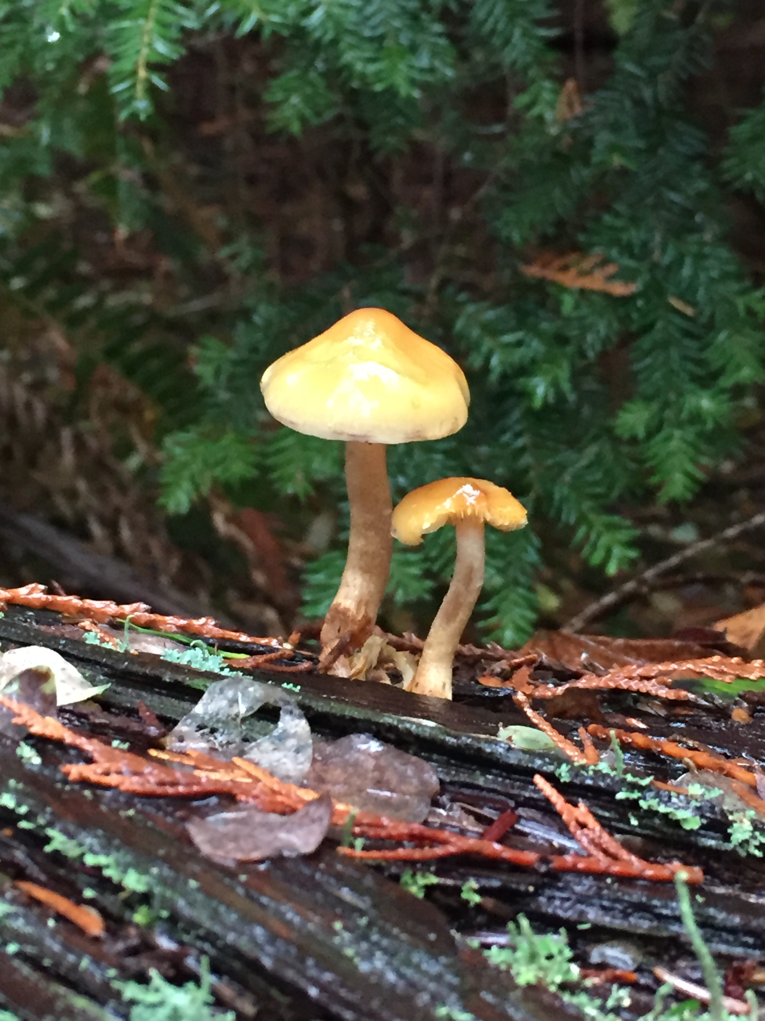 mushroom