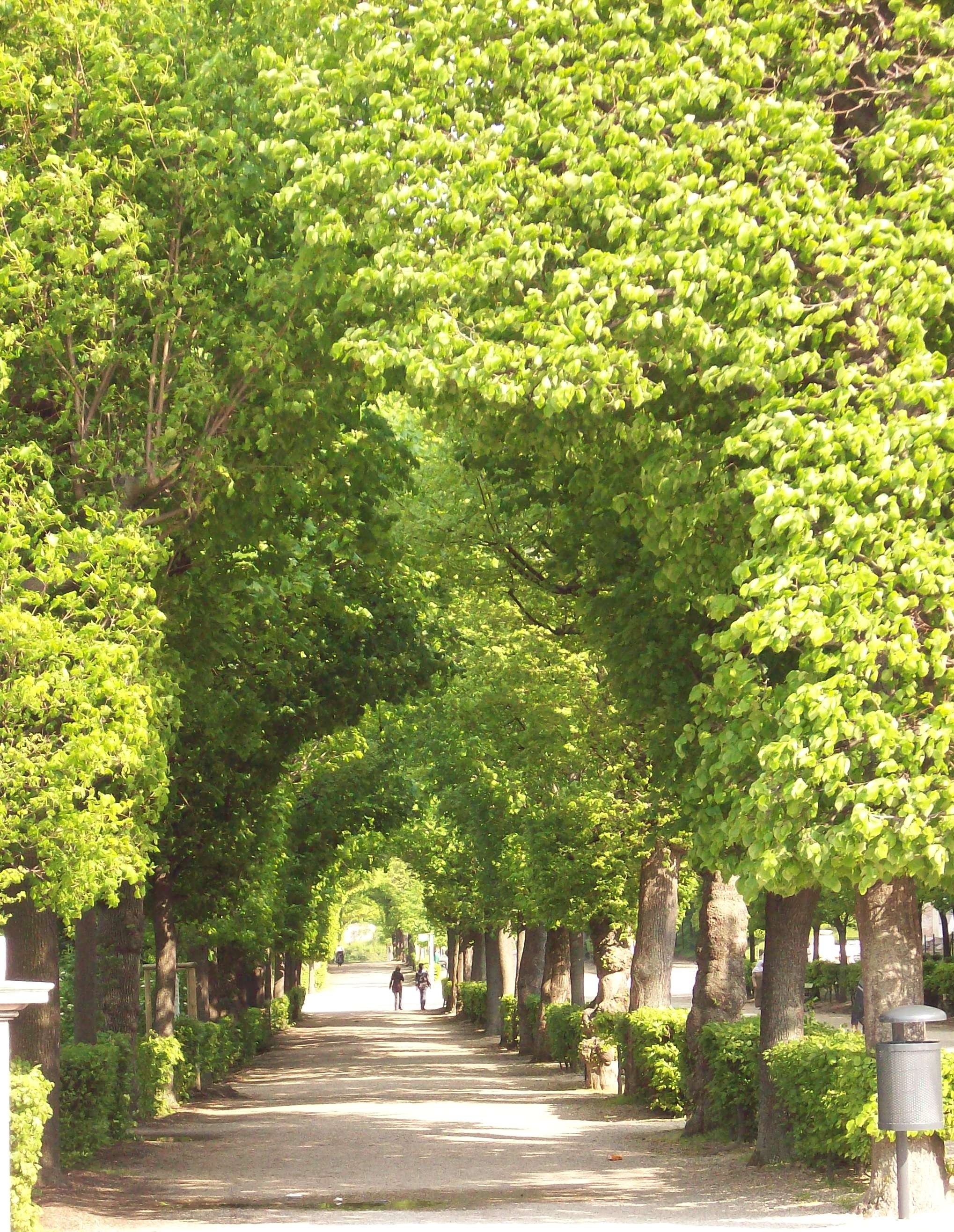 trees2