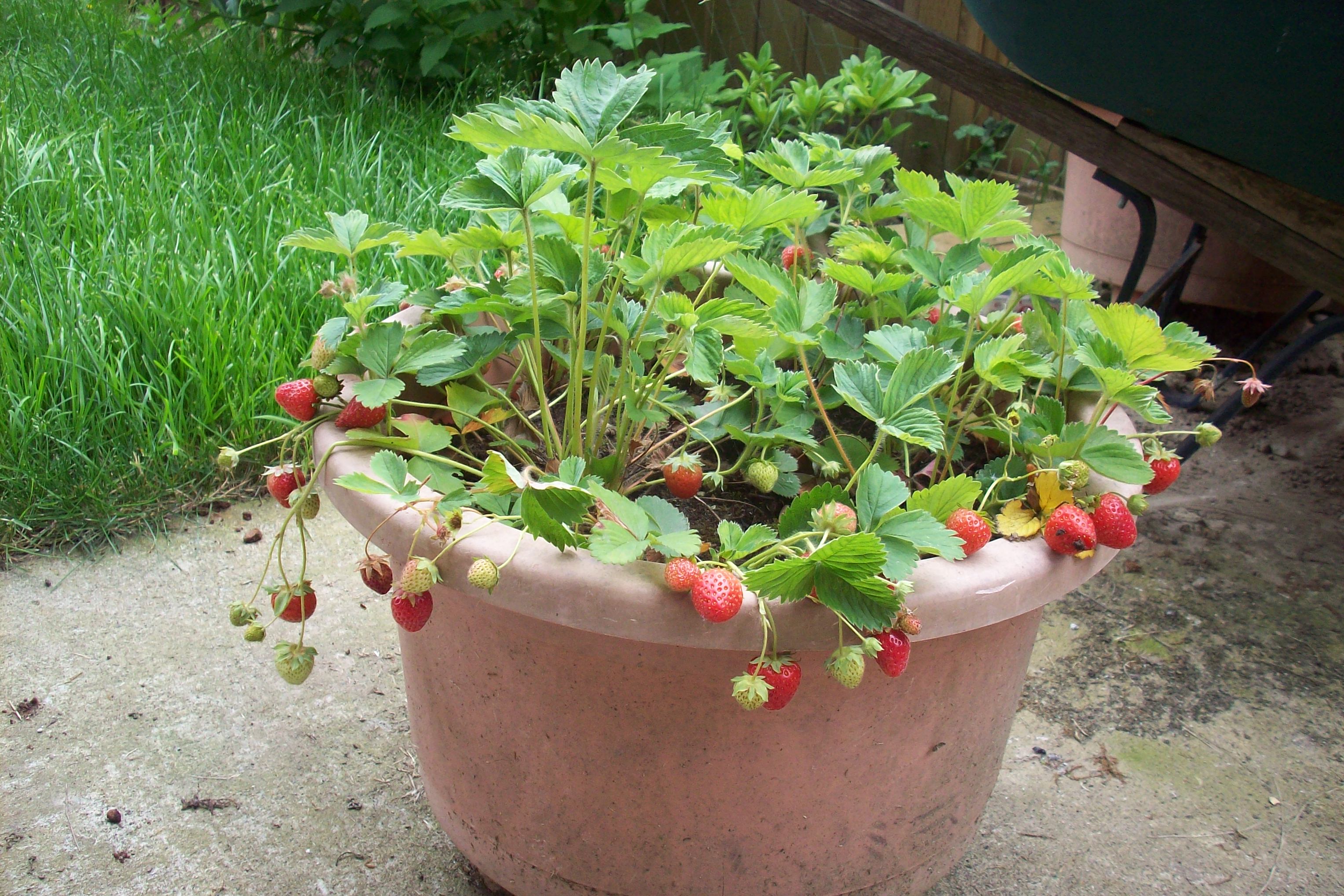 strawberries
