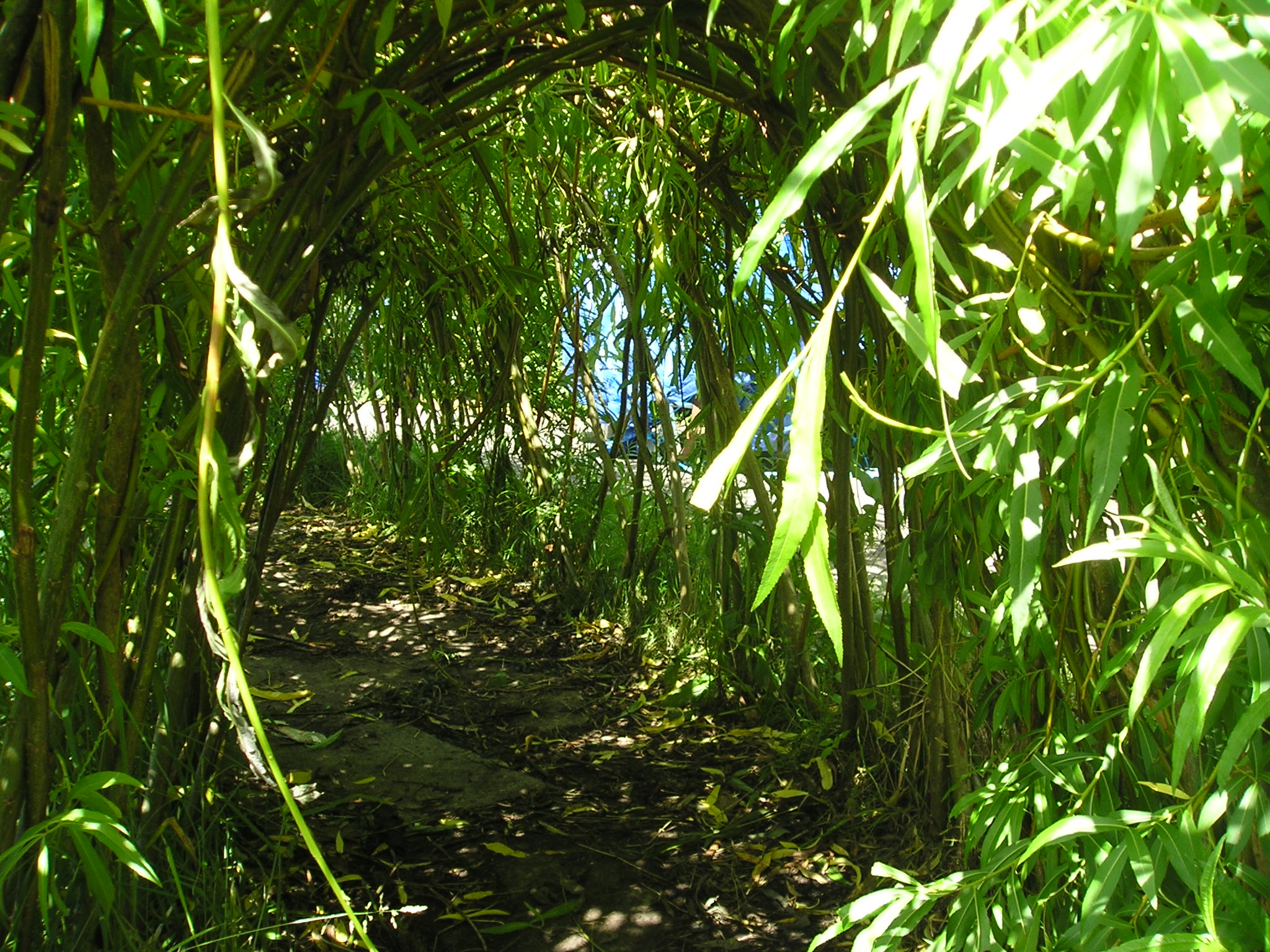 jungle jungle